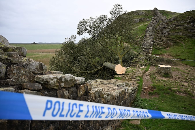 Des pousses sur le tronc de l’arbre de Robin des Bois en Angleterre ...