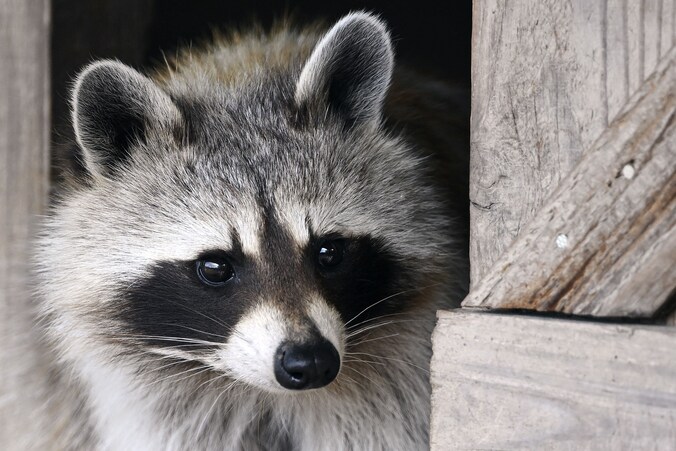 La Flandre accentue sa lutte contre le raton laveur par crainte d’un ...