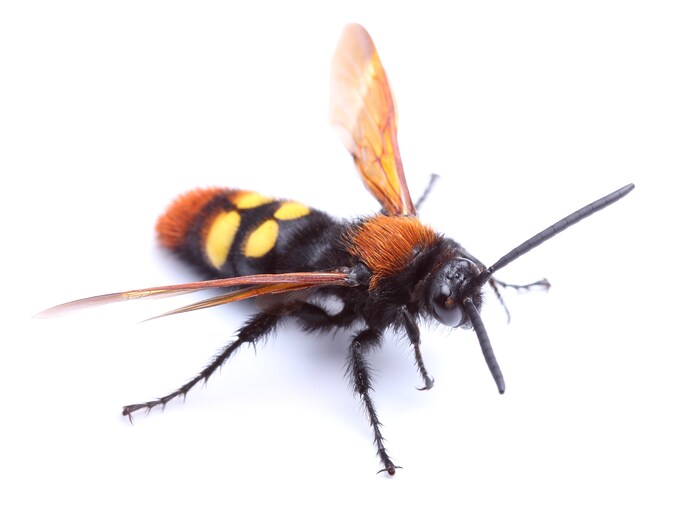 Deux nouvelles espèces d’insectes se sont implantées en Belgique | 7sur7.be