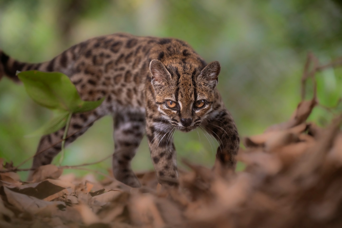 Leopardus tilcayo