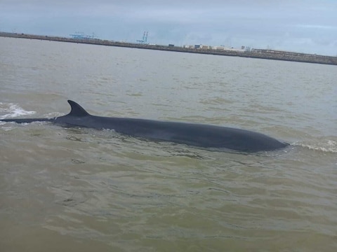 Le petit rorqual s’est échoué plusieurs fois à Heist