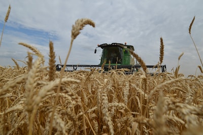La Suède va constituer ses premières réserves stratégiques de céréales