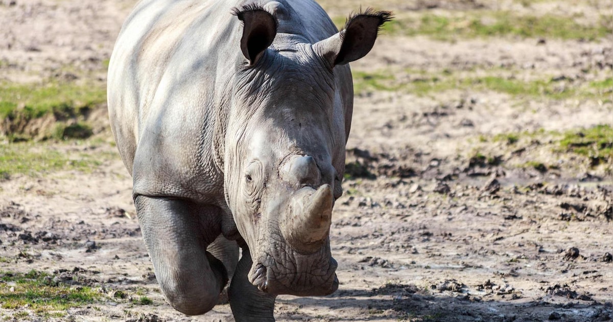 Enquête difficile après le "meurtre" d'un rhinocéros dans un zoo en ...