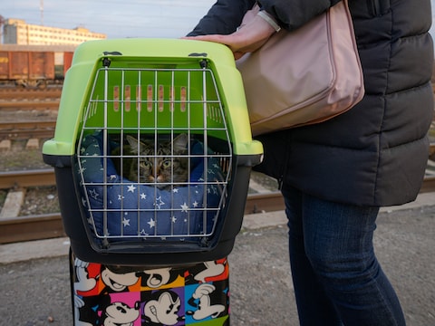Son chat miaule trop au goût des voyageurs: une passagère reçoit une amende salée dans un train SNCF
