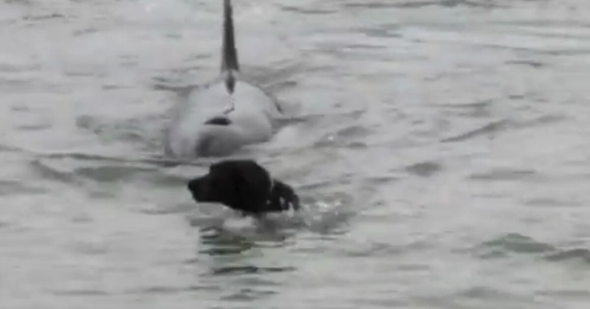 Une orque prend en chasse un plongeur et un chien | Ecologie | 7sur7.be