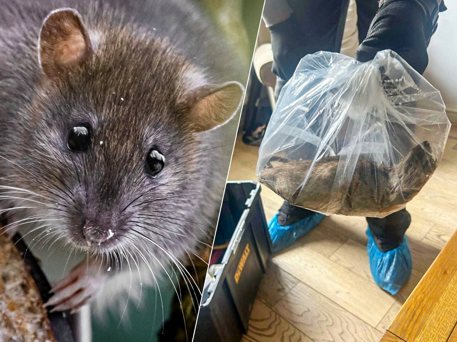 Des rats géants envahissent l’Europe (et c’est bien de notre faute)