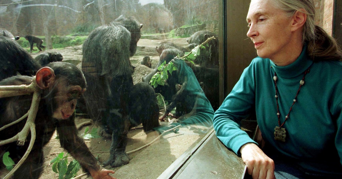 La primatologue britannique Jane Goodall s'est éteinte à l'âge de 91 ...