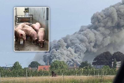 Au moins 1.500 porcs périssent dans un incendie, la fumée vi