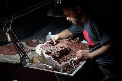 L'un des plus vieux dinosaures du monde découvert