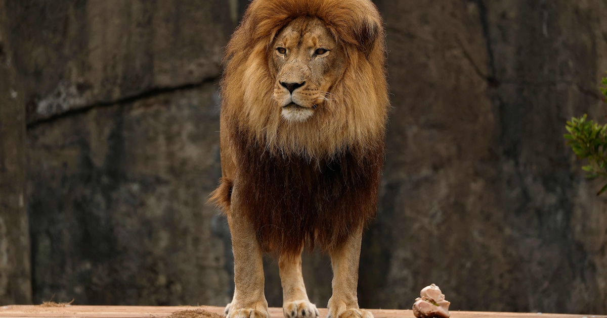 Scandale au zoo de Nuremberg : Des babouins nourri aux lions, une pratique choquante révélée !
