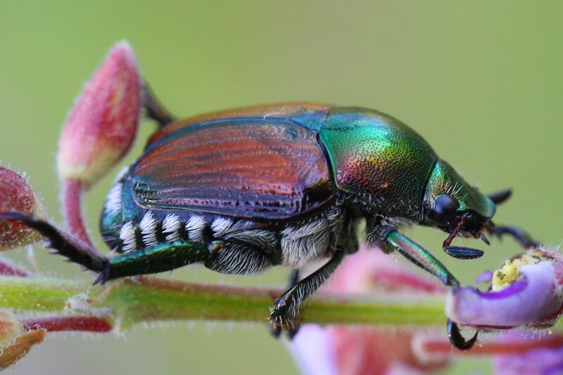 Un scarabée japonais (Popillia japonica) observé dans l’Ontario (Canada, 10 août 2022)